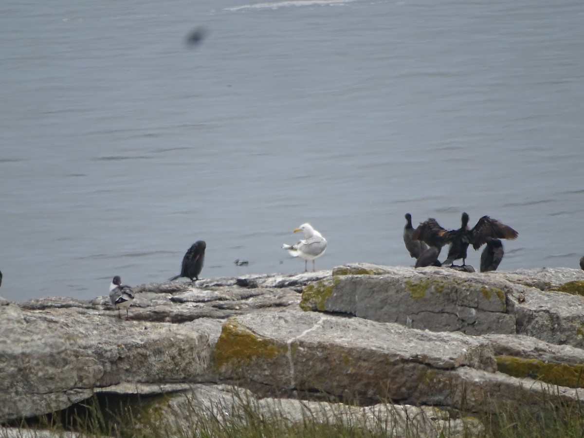 Double-crested Cormorant - ML638726129