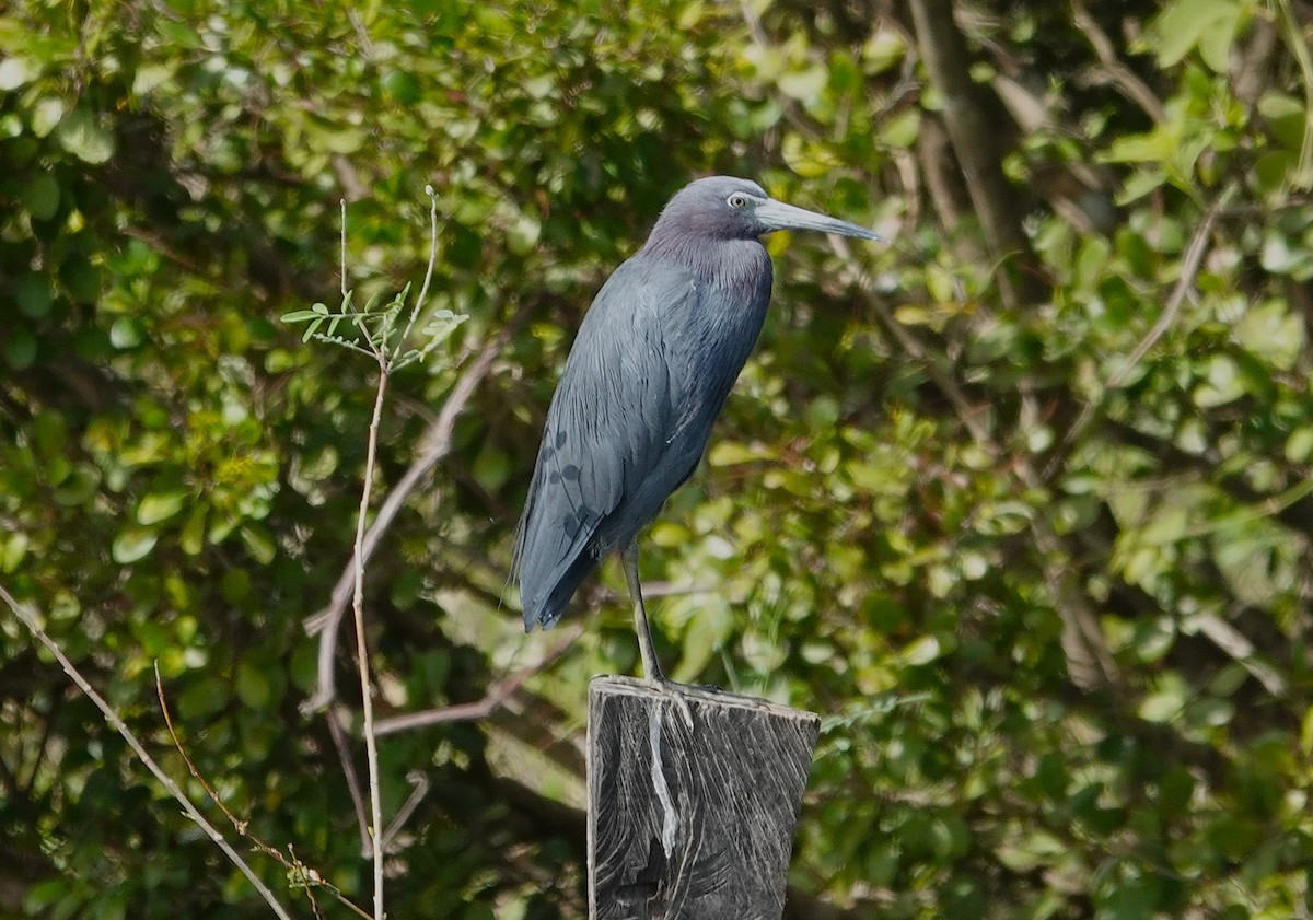Little Blue Heron - ML638726132
