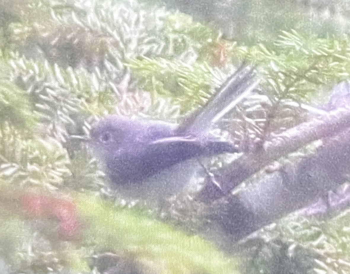 Blue-gray Gnatcatcher - ML638726149