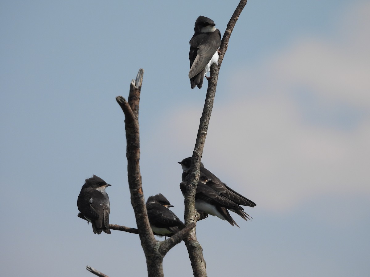 Tree Swallow - ML638726153