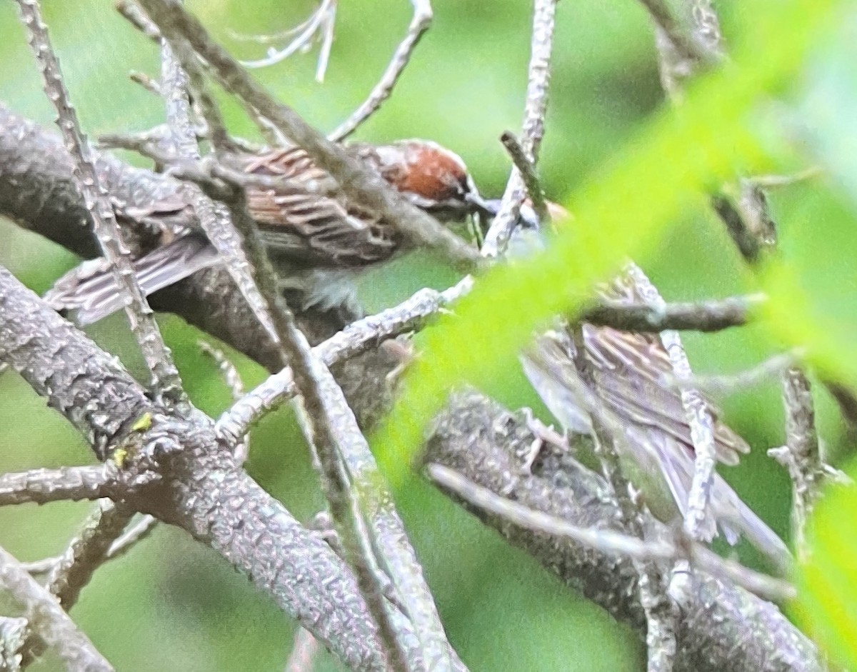 Chipping Sparrow - ML638726161