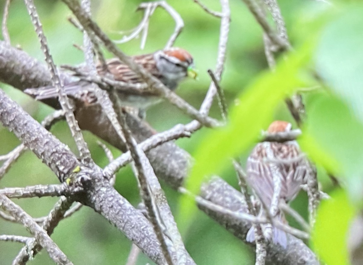 Chipping Sparrow - ML638726162