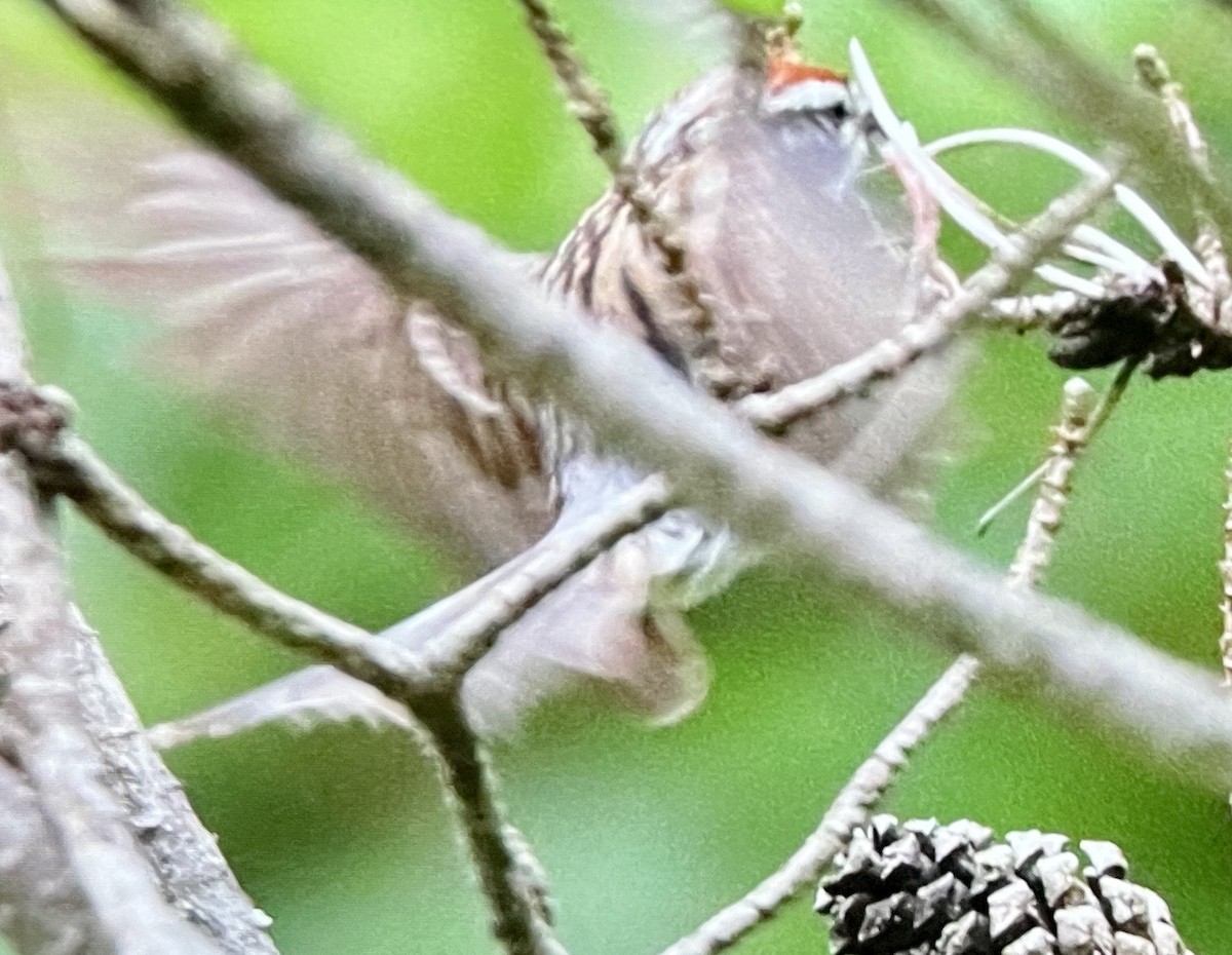 Chipping Sparrow - ML638726182