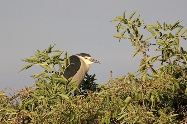 natthegre - ML638726198