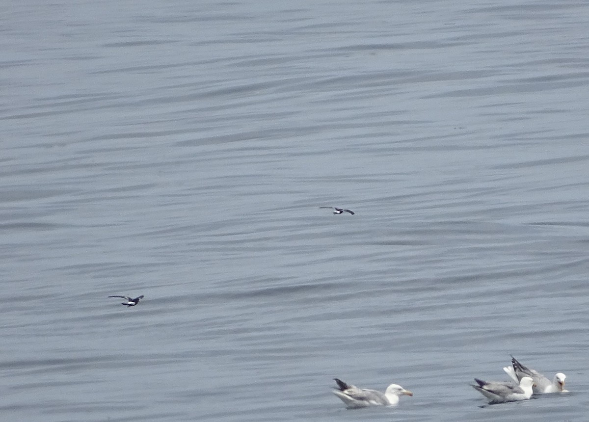 Wilson's Storm-Petrel - ML638726211