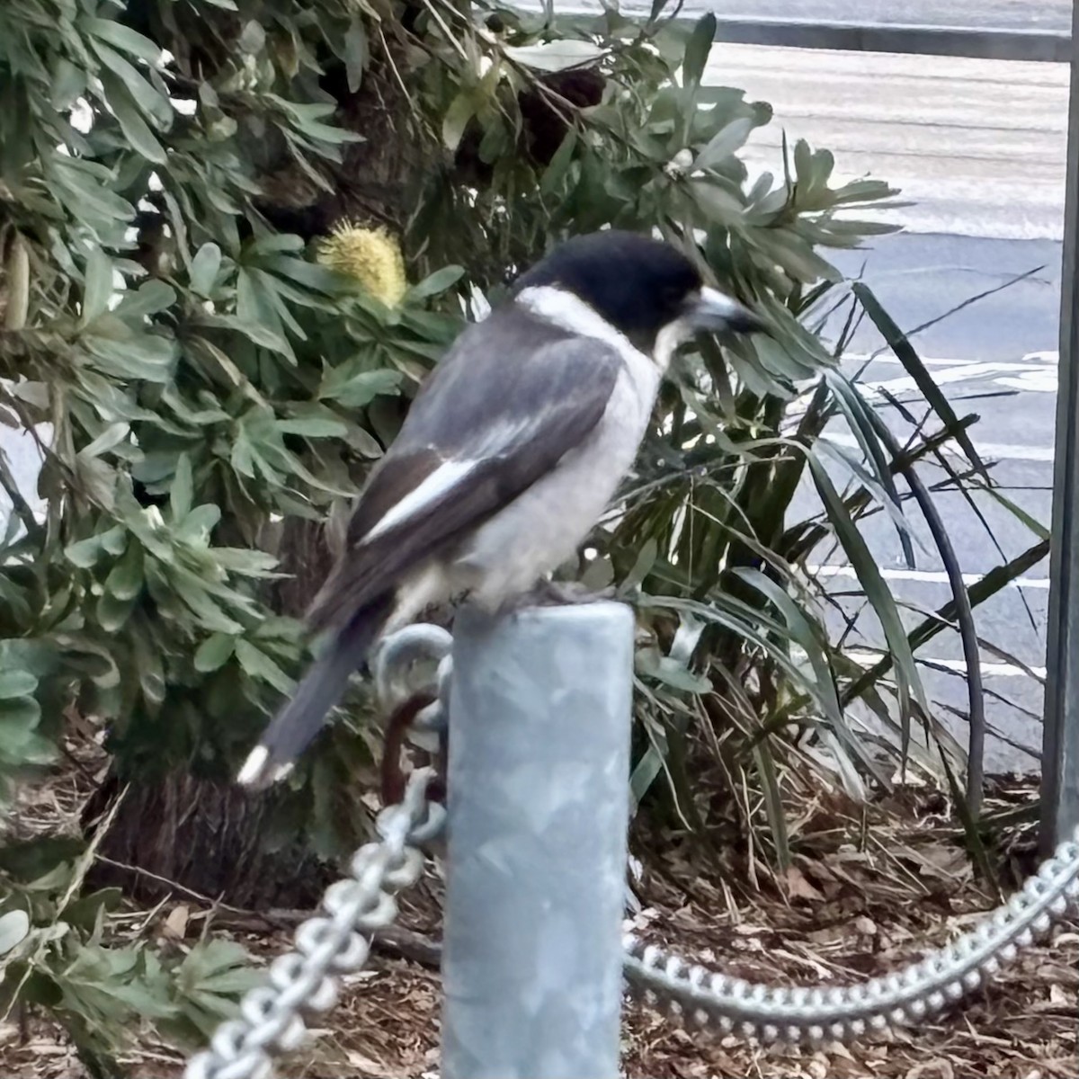 Gray Butcherbird - ML638726214