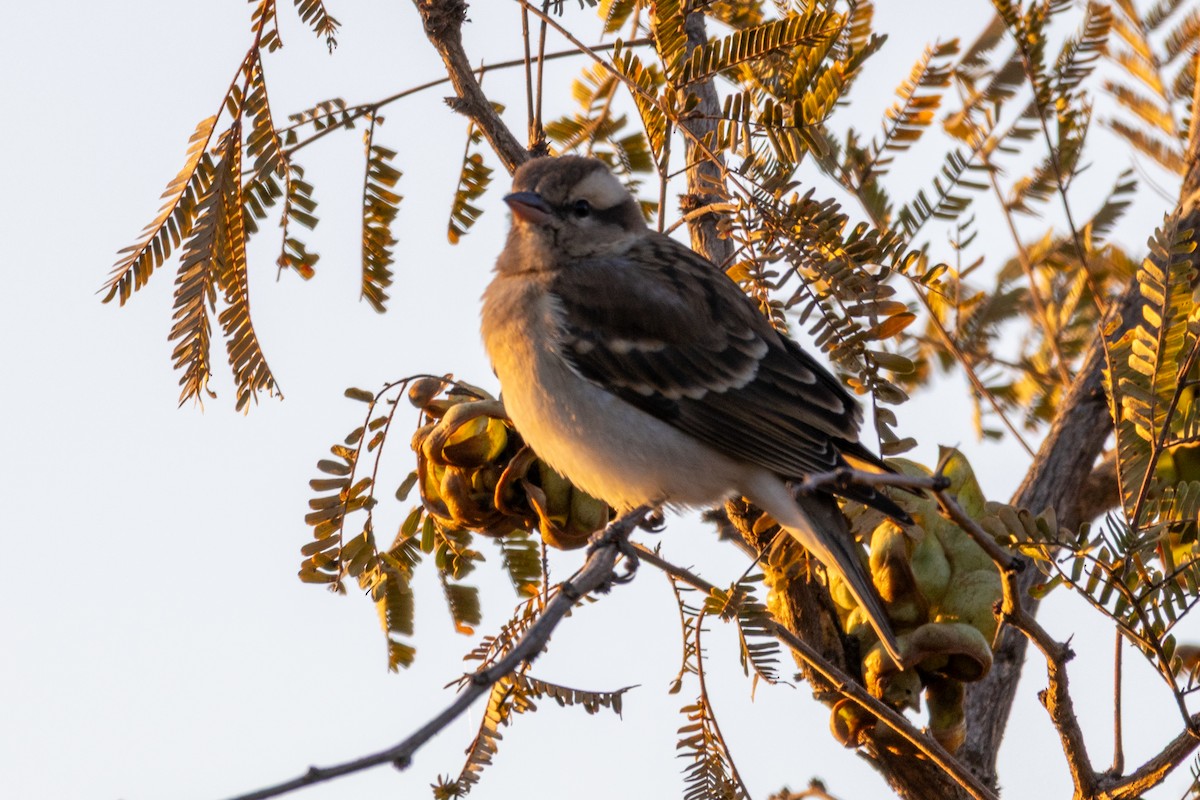 Yellow-throated Bush Sparrow - ML638726259