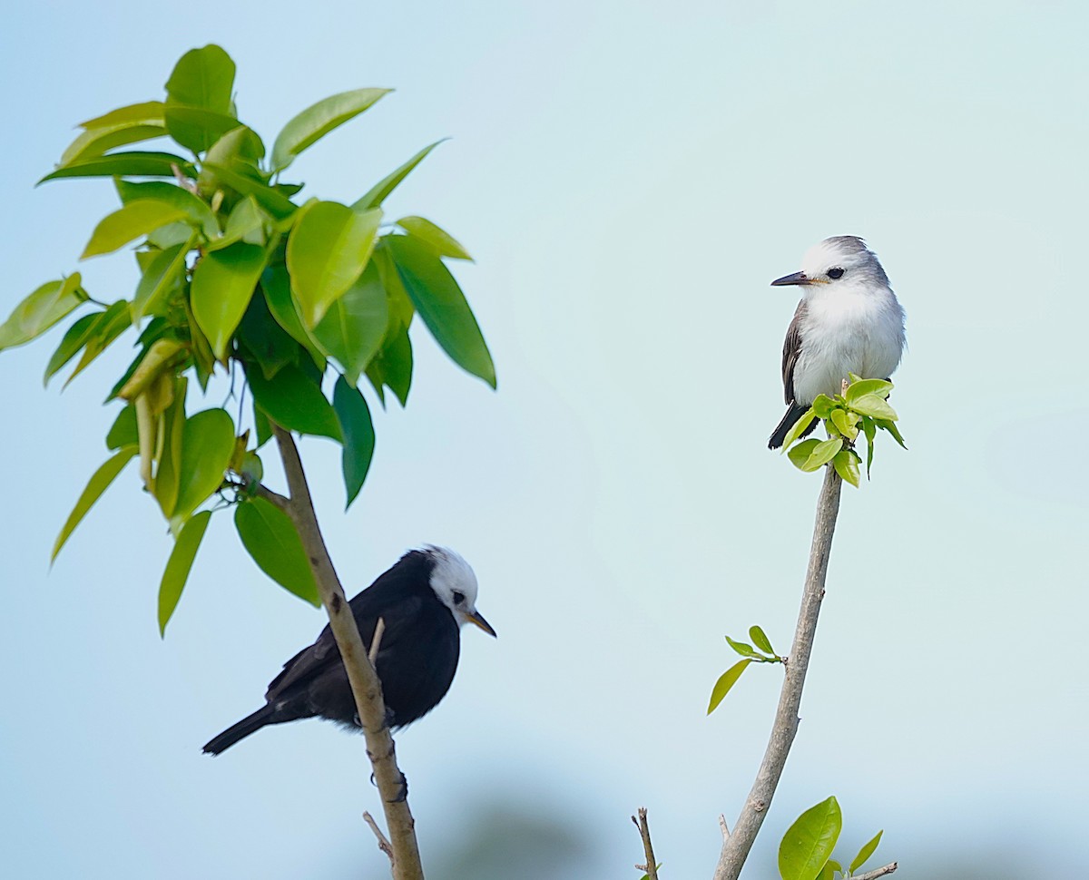 White-headed Marsh Tyrant - ML638726260