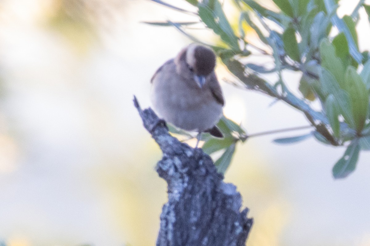 Yellow-throated Bush Sparrow - ML638726270