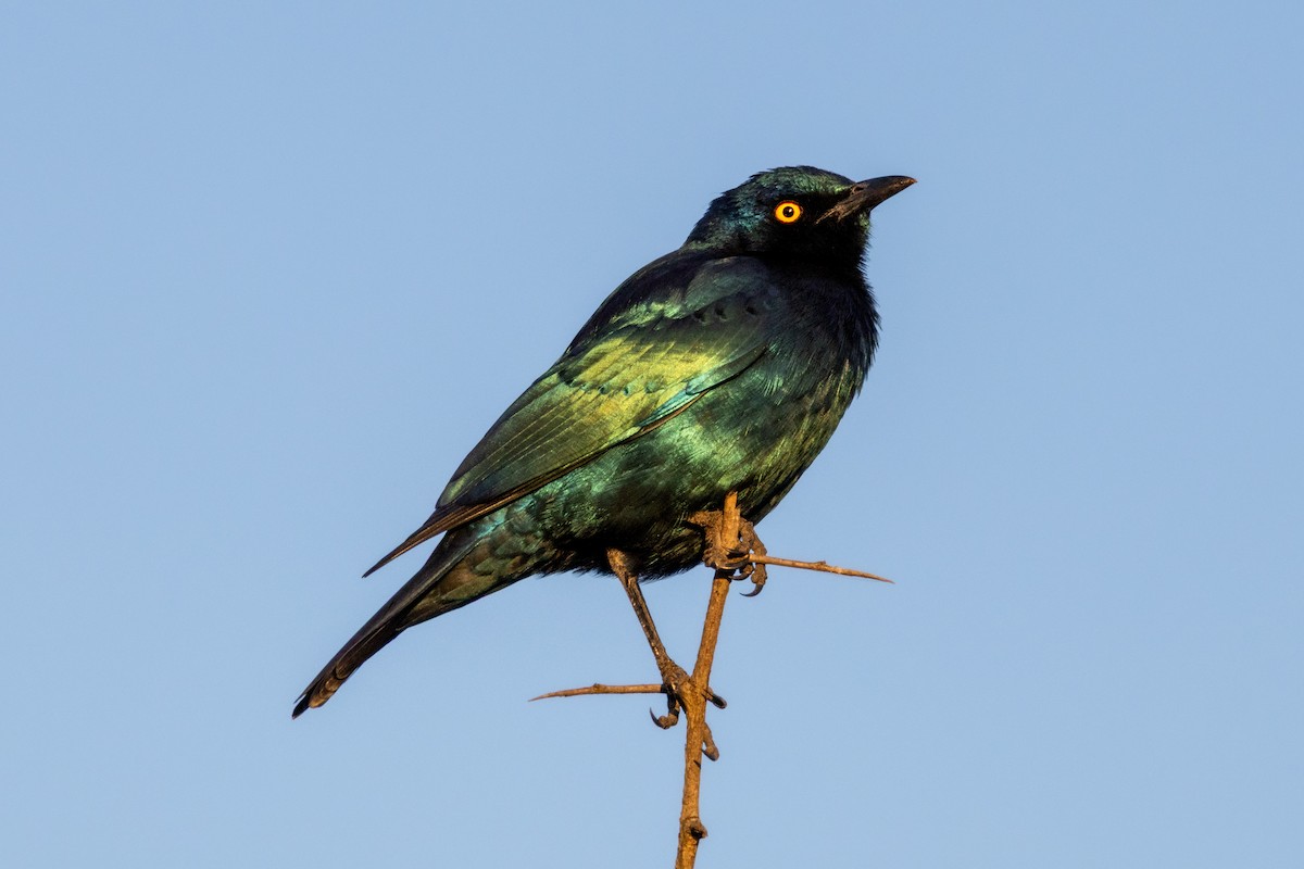Greater Blue-eared Starling - ML638726271