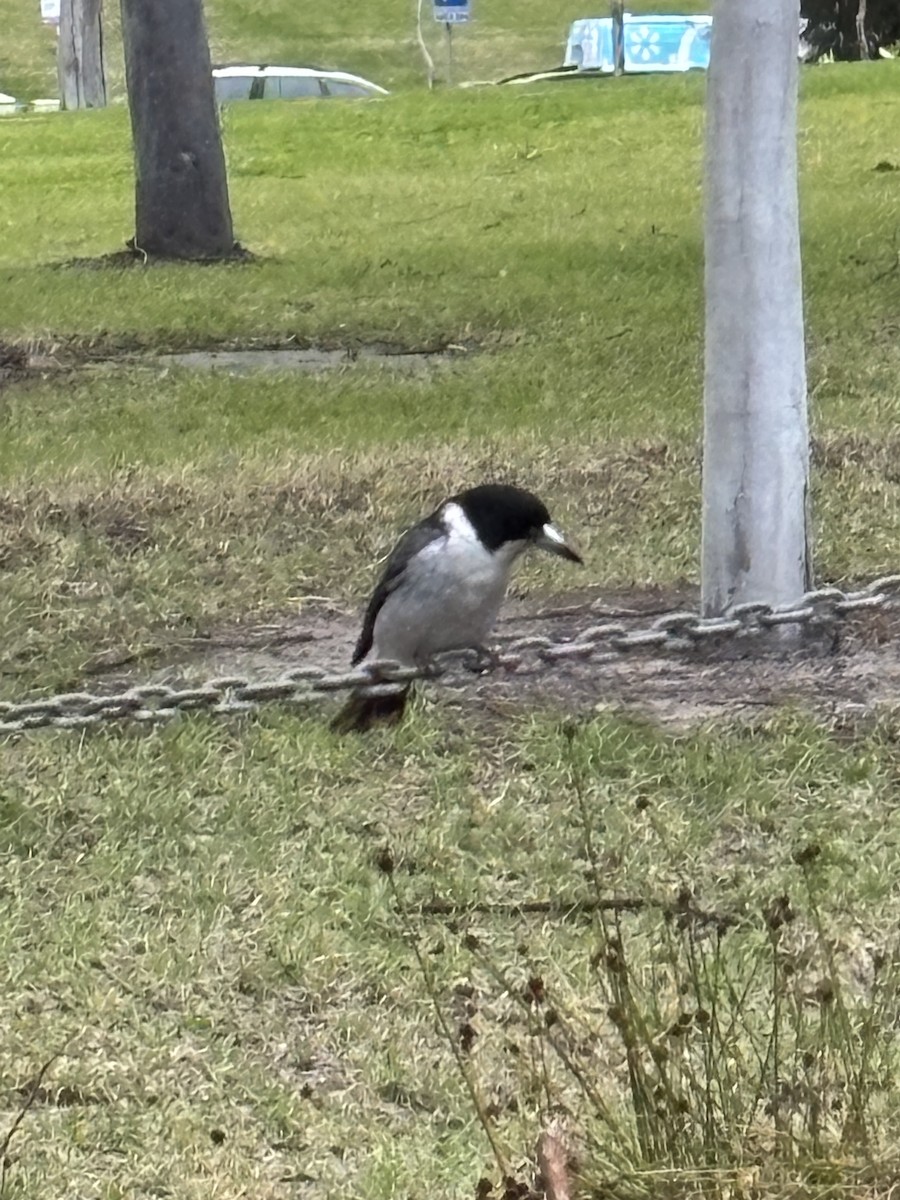 Gray Butcherbird - ML638726273