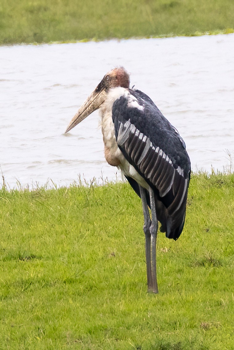 Greater Adjutant - ML638726278
