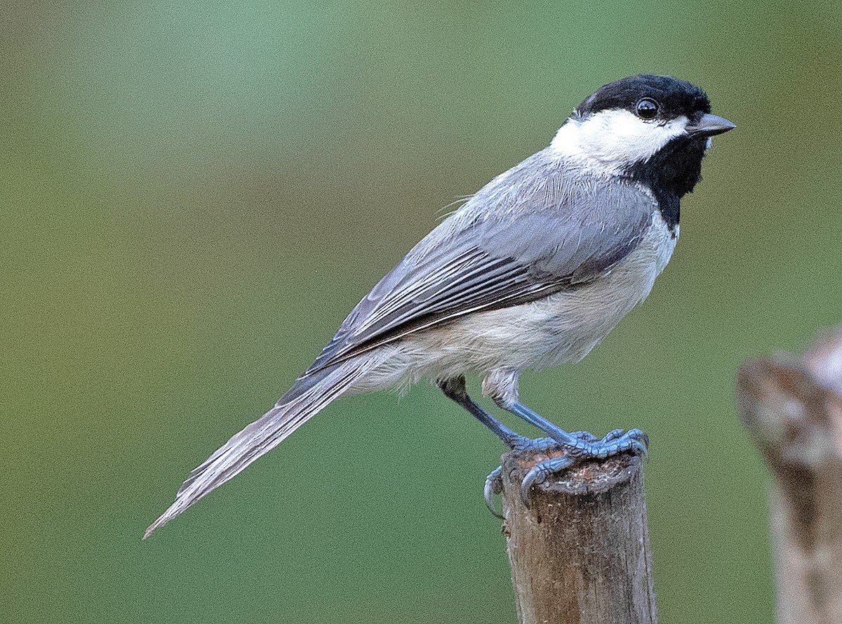 Carolina Chickadee - ML638726286