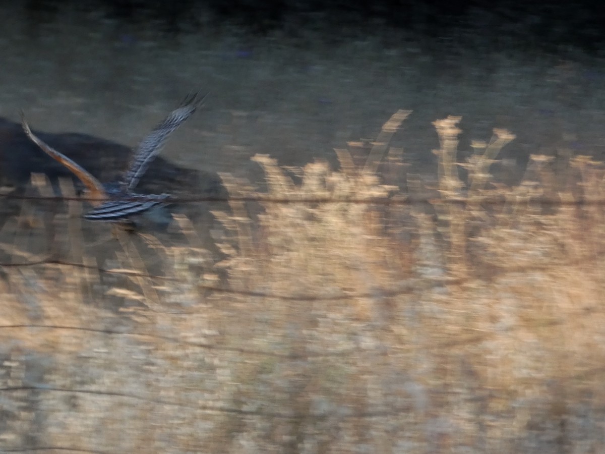 káně páskovaná (ssp. elegans) - ML638726297