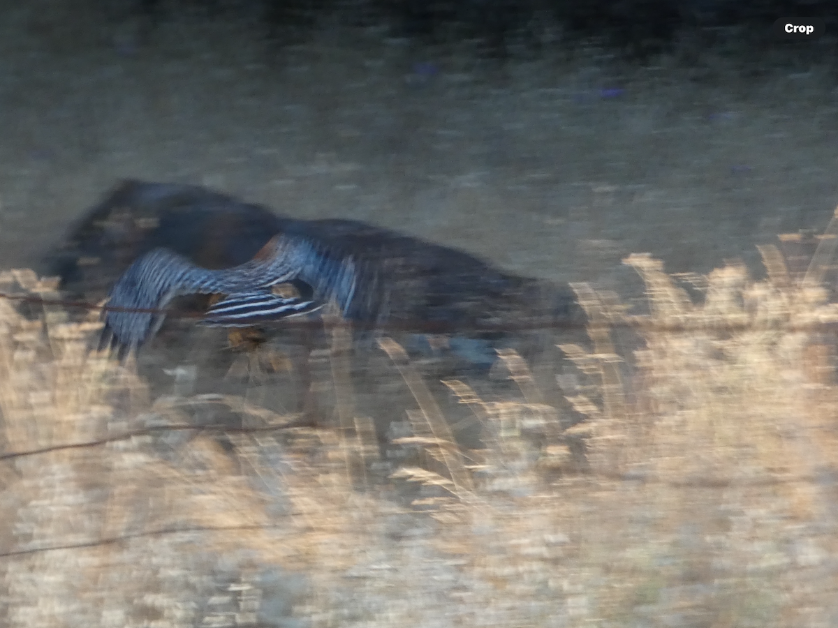 káně páskovaná (ssp. elegans) - ML638726300