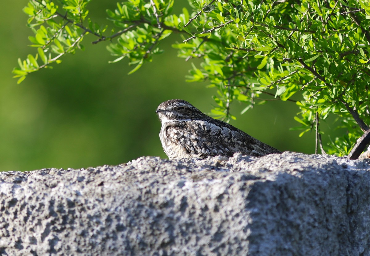 Lesser Nighthawk - ML638726308