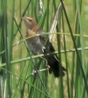 ub. spurvefugl (Passeriformes sp.) - ML638726312