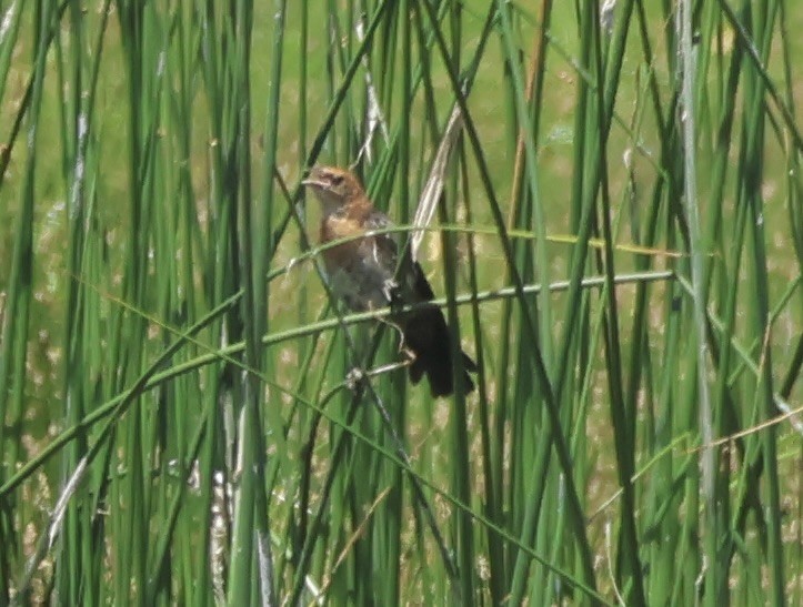 ub. spurvefugl (Passeriformes sp.) - ML638726315
