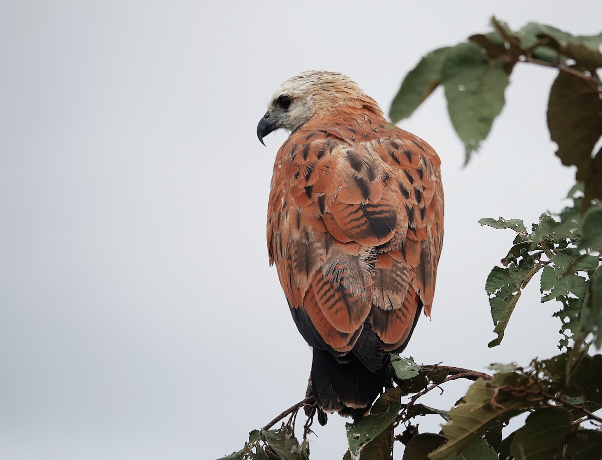 Black-collared Hawk - ML638726340