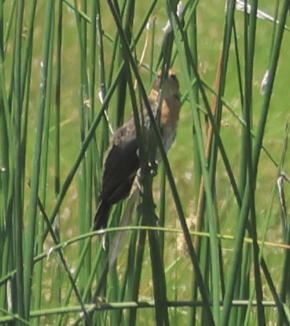 ub. spurvefugl (Passeriformes sp.) - ML638726342
