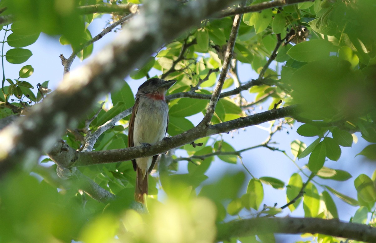 Rose-throated Becard - ML638726345