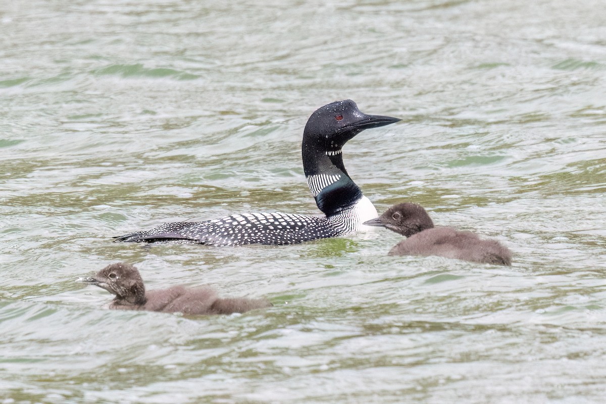 Common Loon - ML638726348