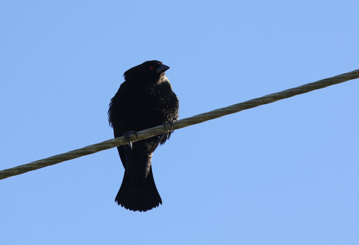 Bronzed Cowbird - ML638726352