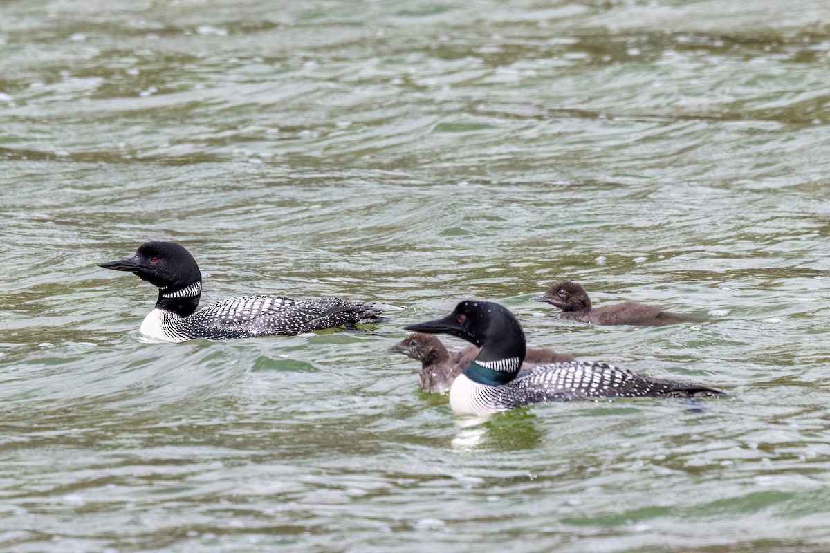 Common Loon - ML638726356