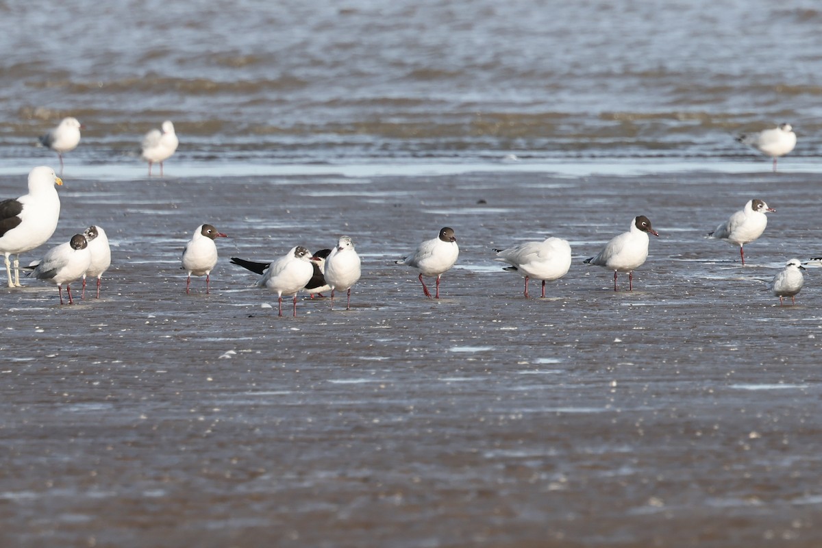 Brown-hooded Gull - ML638726361