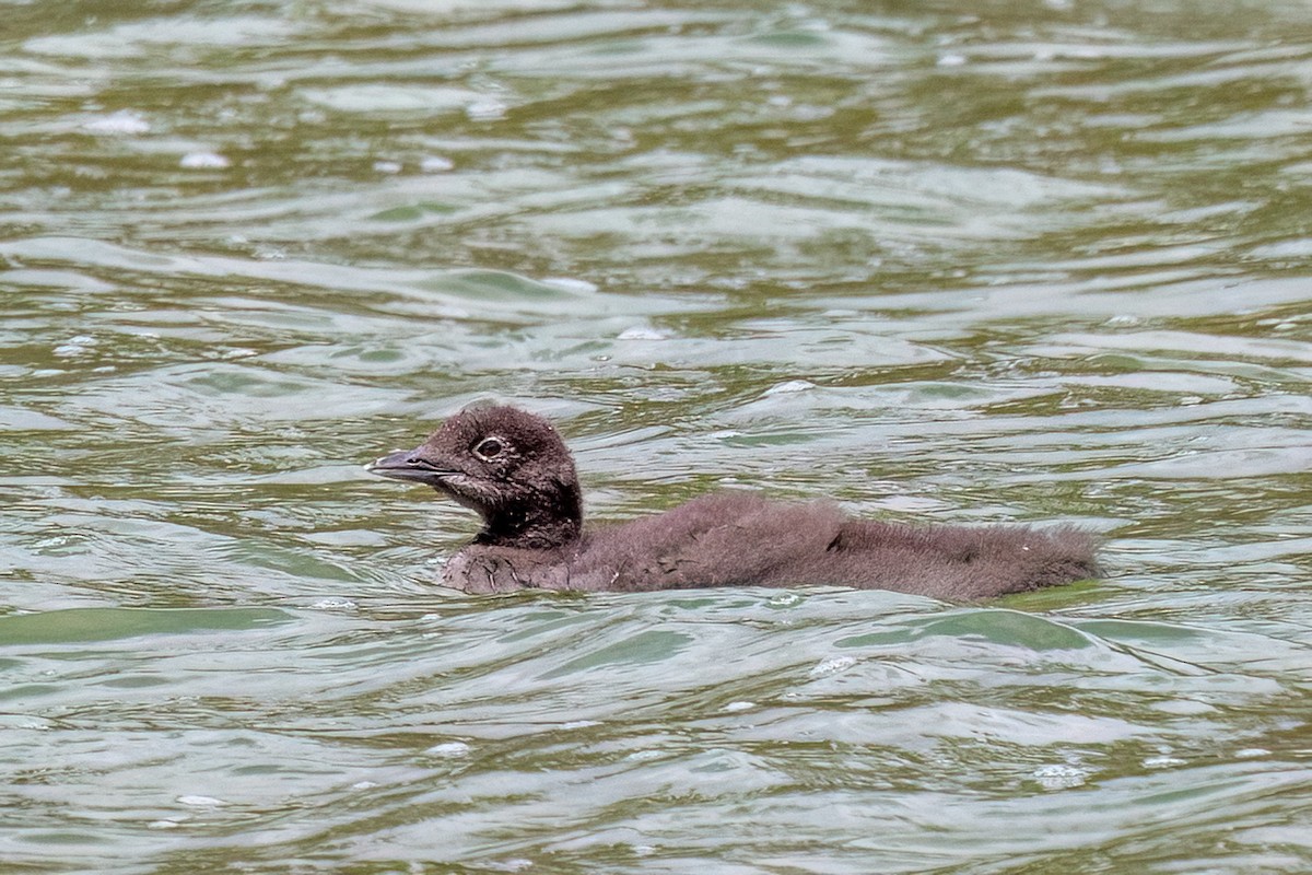 Common Loon - ML638726362