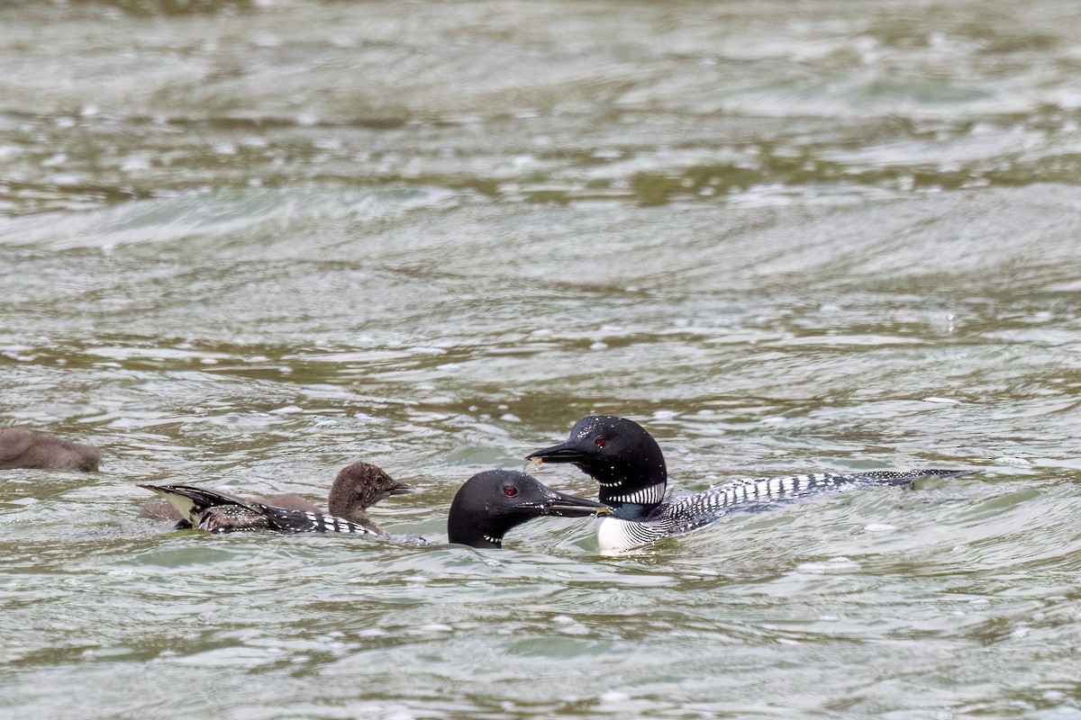 Common Loon - ML638726365