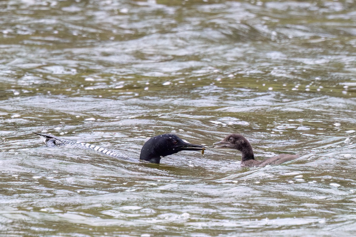 Common Loon - ML638726372