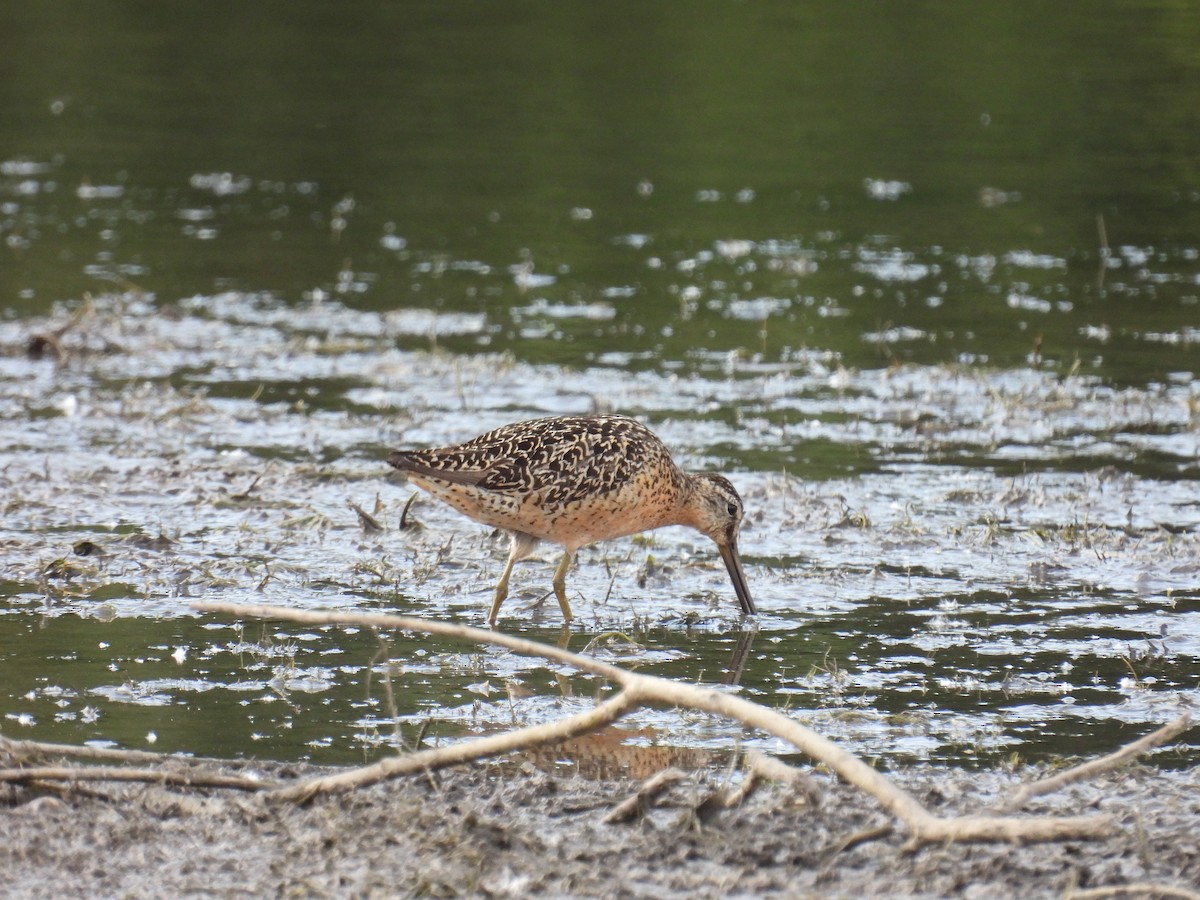 Short-billed Dowitcher - ML638726378