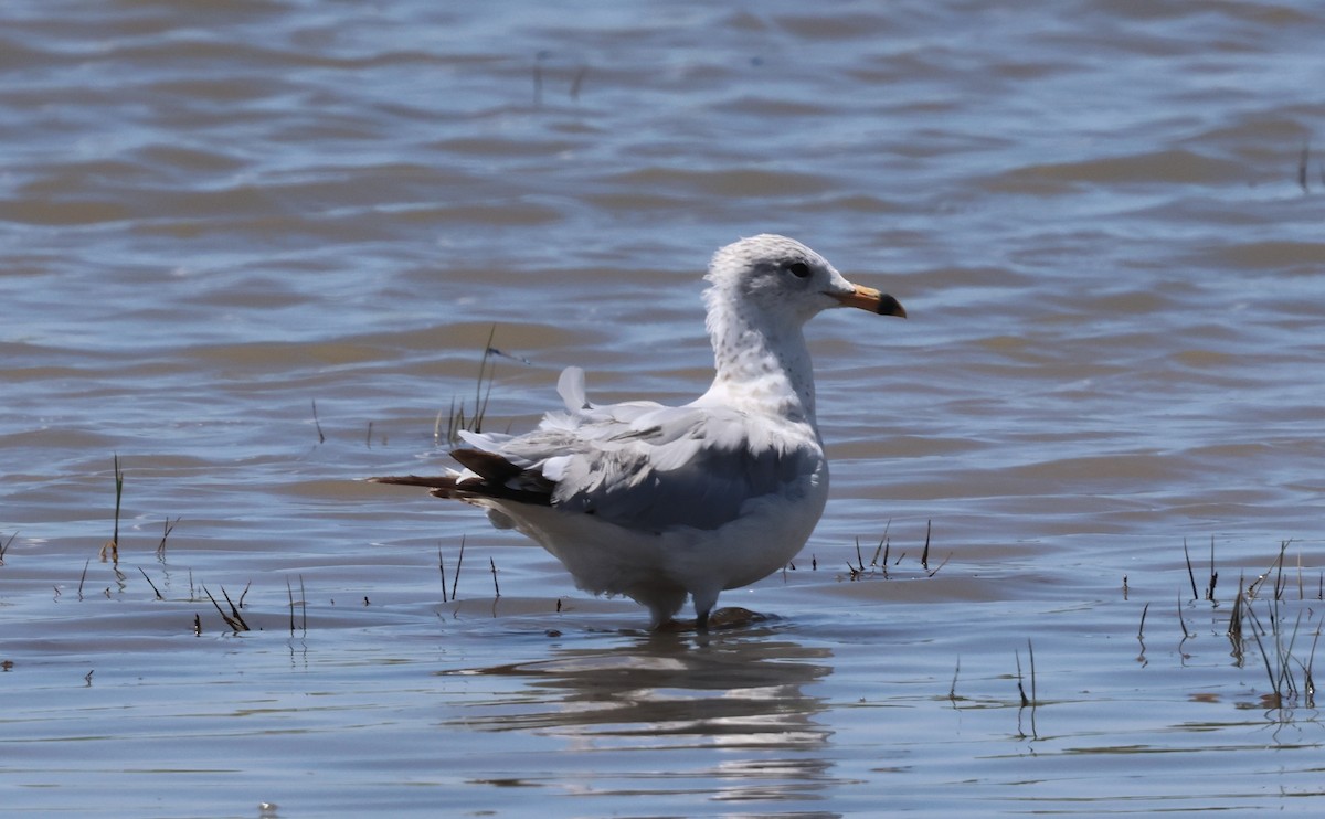 Ring-billed Gull - ML638726381