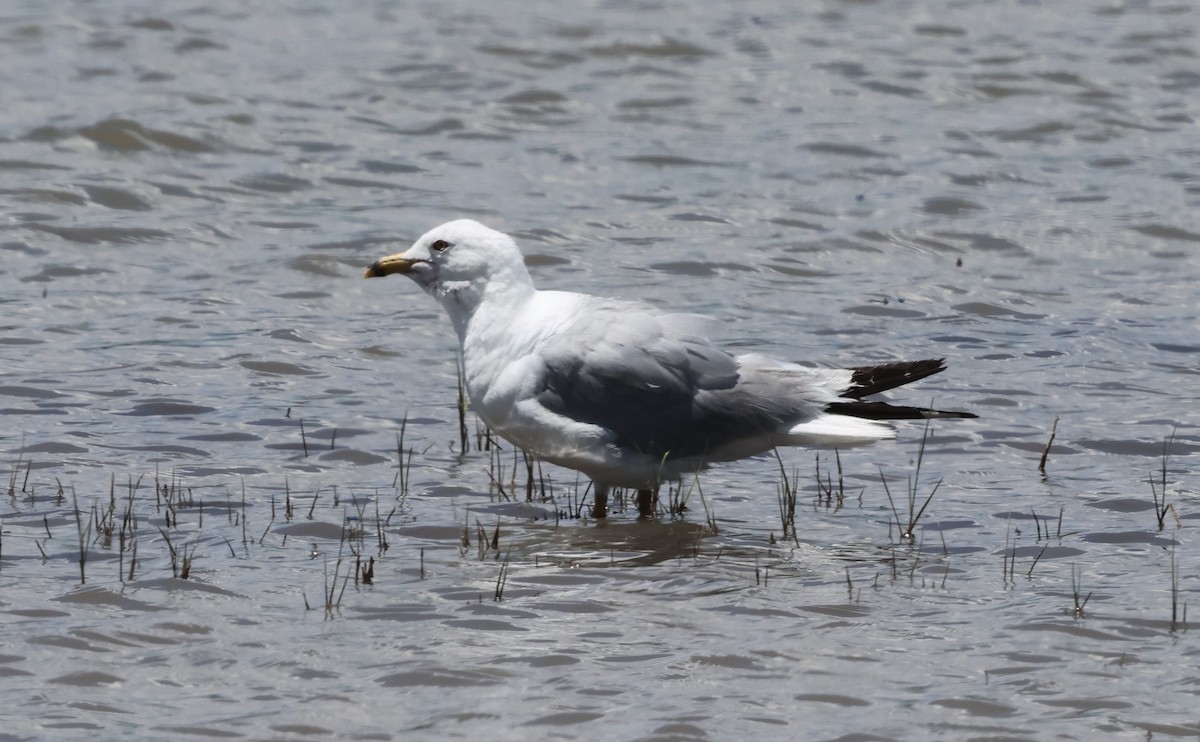 Ring-billed Gull - ML638726382