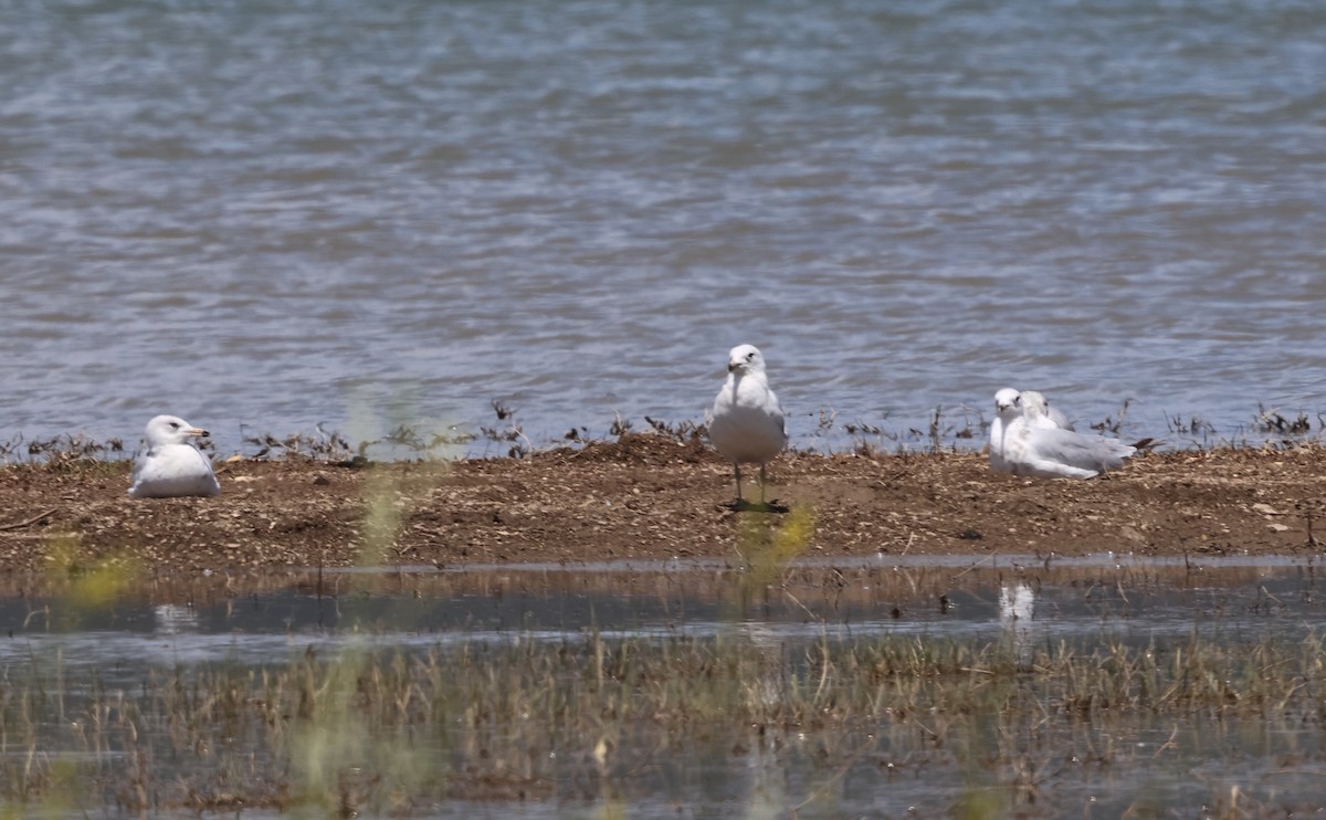 Ring-billed Gull - ML638726384