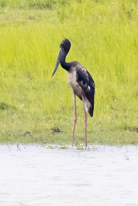 Black-necked Stork - ML638726440