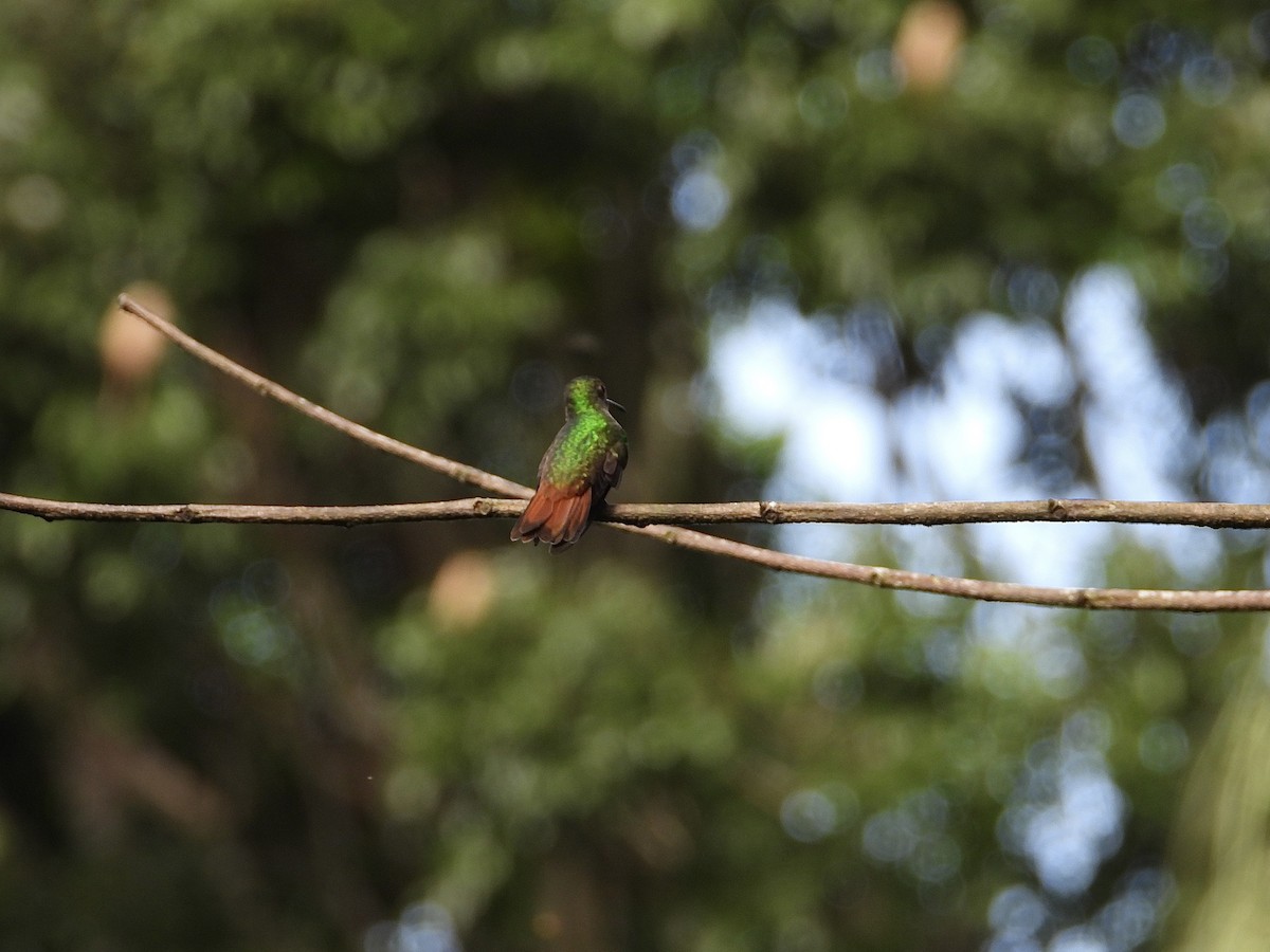 Rufous-tailed Hummingbird - ML638726442