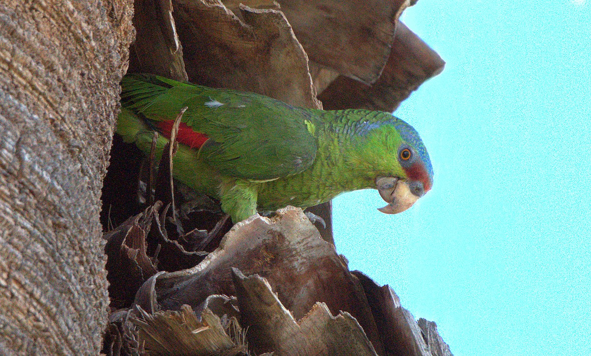 Lilac-crowned Amazon - ML638726464