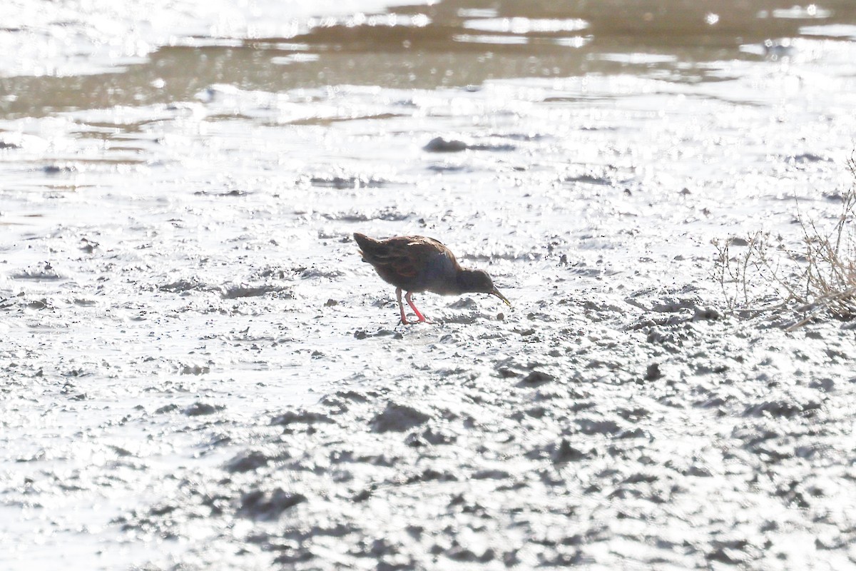 Plumbeous Rail - ML638726465