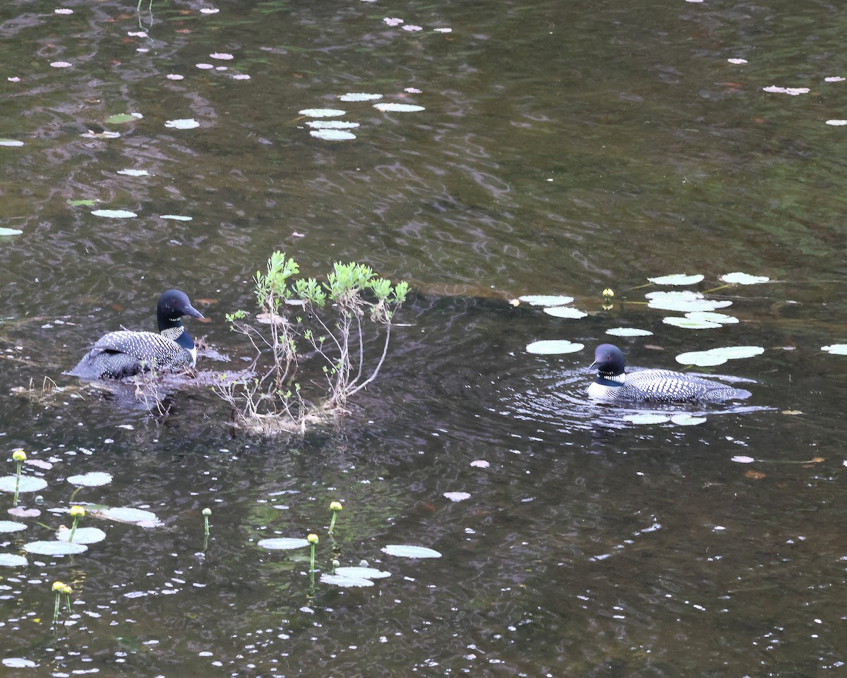 Common Loon - ML638726470