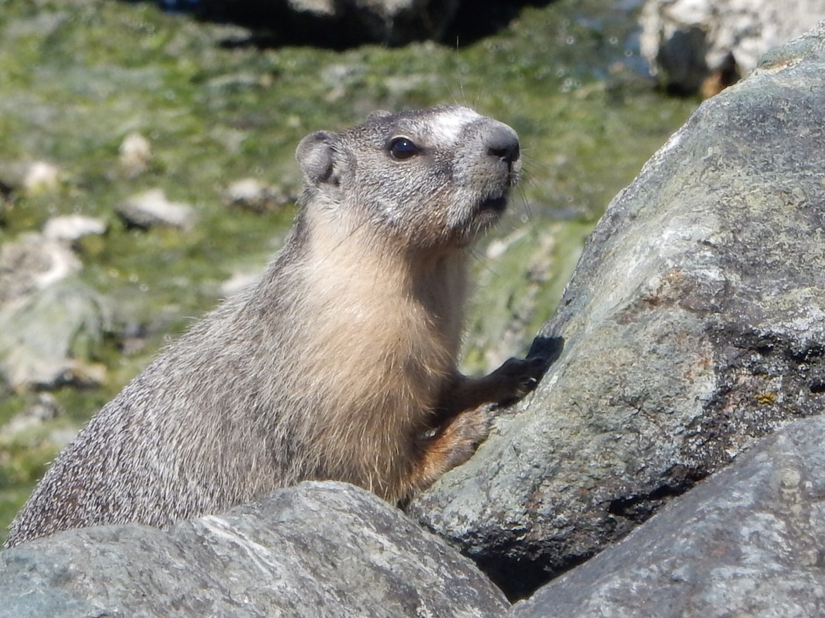 黃腹土撥鼠 - ML638726476