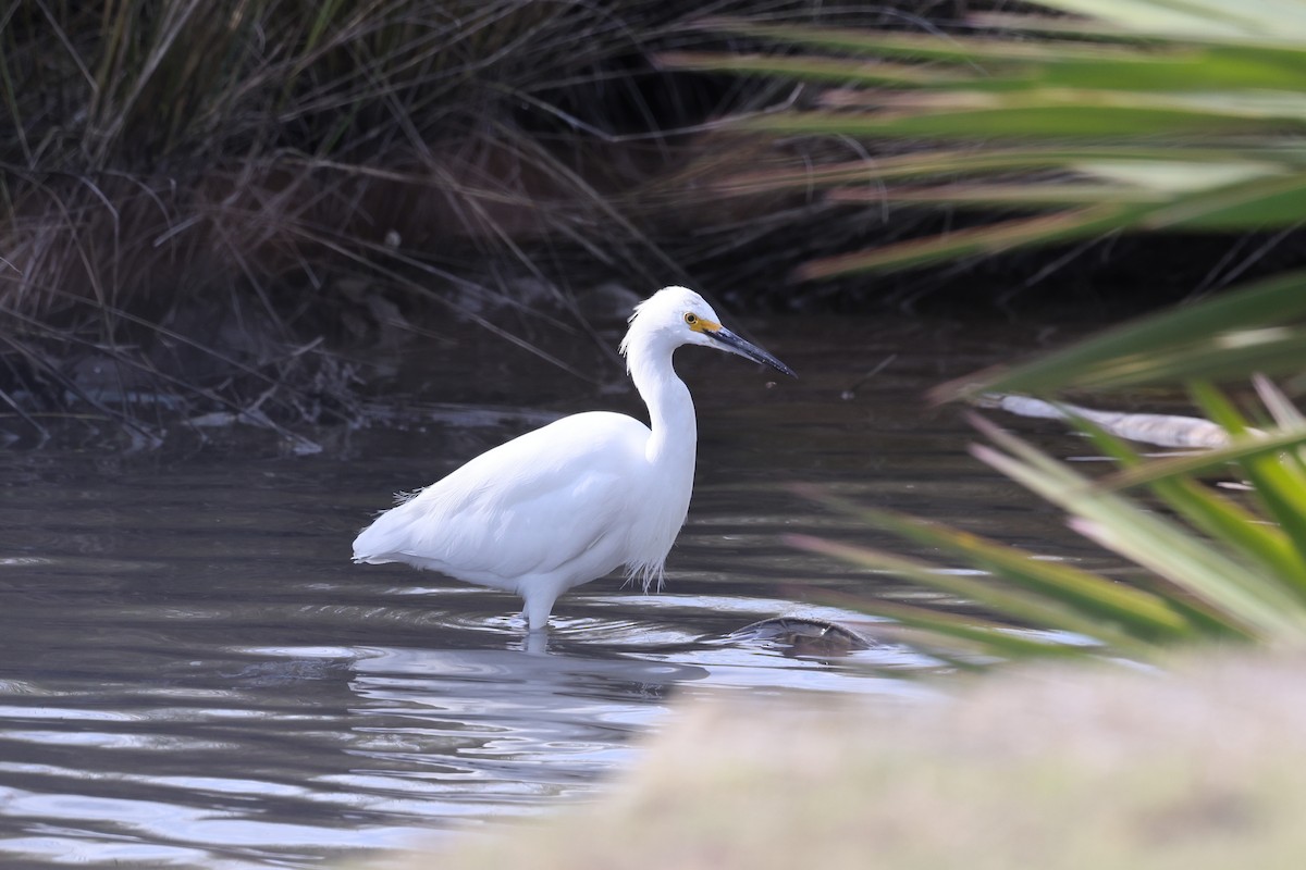 Snowy Egret - ML638726478