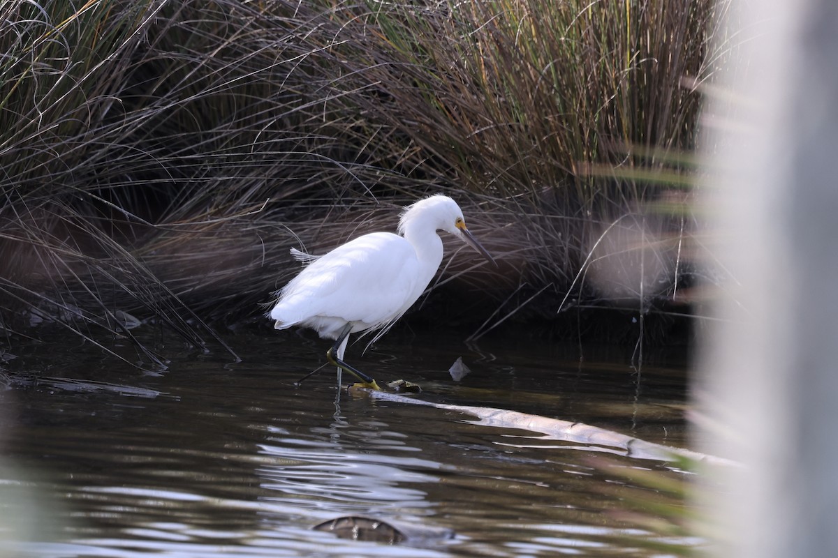 Snowy Egret - ML638726479