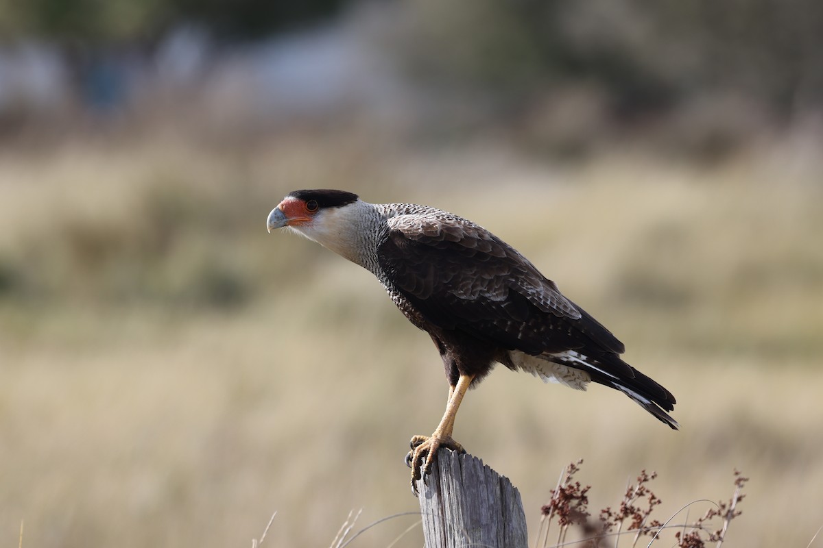 Crested Caracara - ML638726486