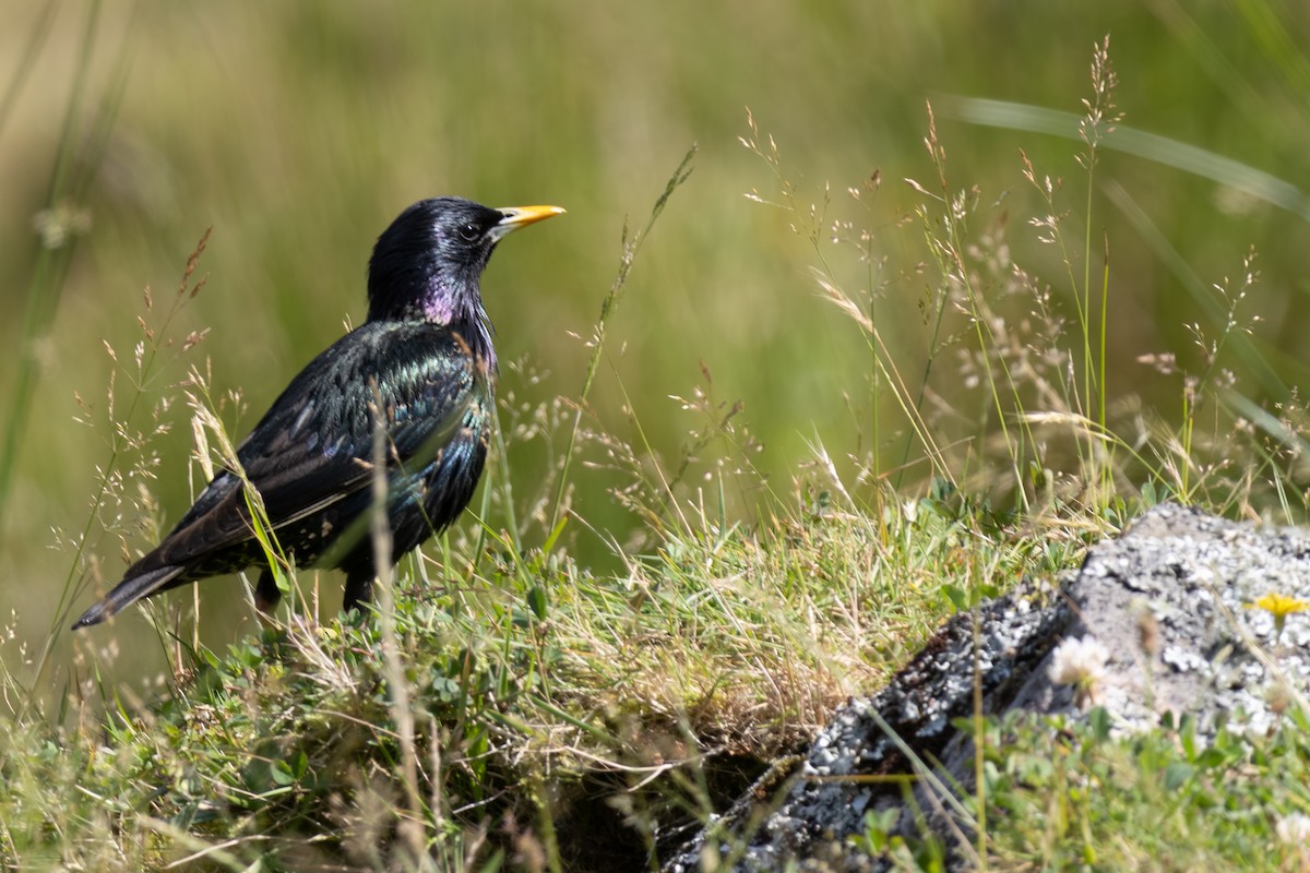 European Starling - ML638726491