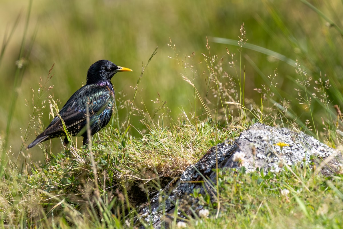 European Starling - ML638726492