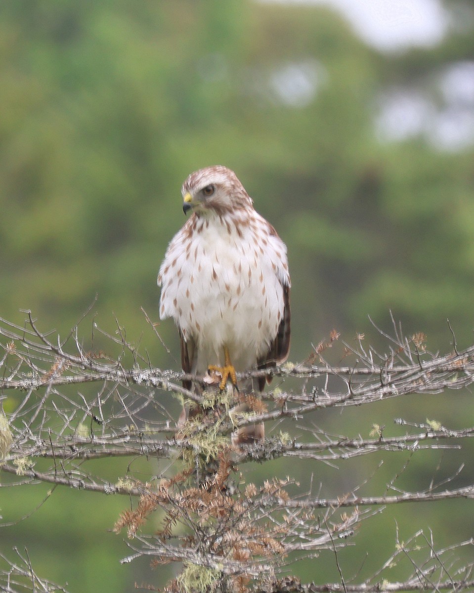 Broad-winged Hawk - ML638726495