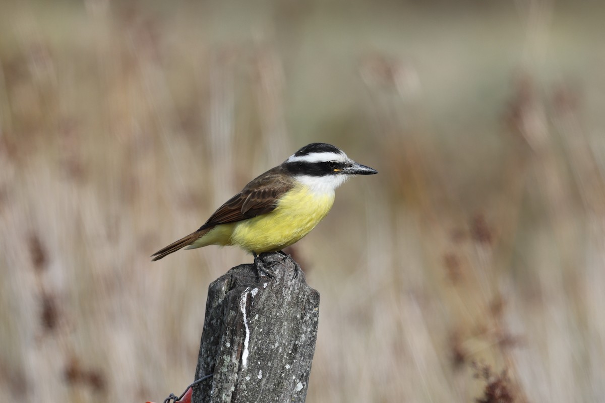 Great Kiskadee - ML638726510