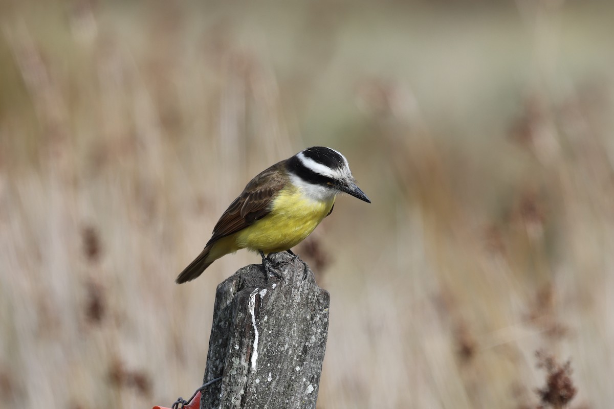 Great Kiskadee - ML638726511